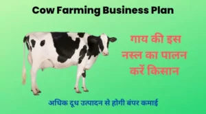 Cow Farming Business Plan : गाय की इस नस्ल का पालन करें किसान, अधिक दूध उत्पादन से होगी बंपर कमाई 2
